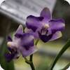 Phal. Tying Shin Blue Jay